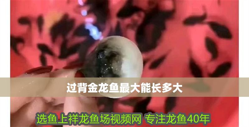 過背金龍魚最大能長多大