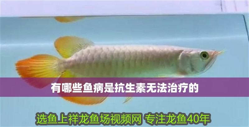 有哪些魚病是抗生素無法治療的