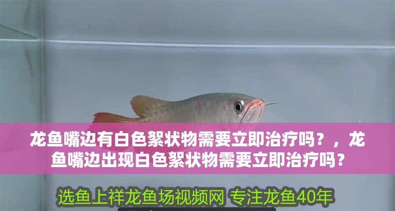 龍魚嘴邊有白色絮狀物需要立即治療嗎？，龍魚嘴邊出現(xiàn)白色絮狀物需要立即治療嗎？ 龍魚嘴邊有白色絮狀物需要立即治療嗎？，龍魚嘴邊出現(xiàn)白色絮狀物需要立即治療嗎？ 龍魚百科
