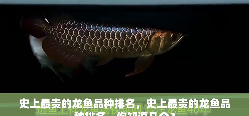 史上最貴的龍魚品種排名，史上最貴的龍魚品種排名，你知道幾個？