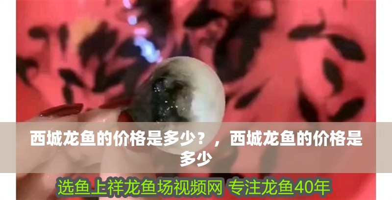 西城龍魚的價格是多少？，西城龍魚的價格是多少 西城龍魚的價格是多少？，西城龍魚的價格是多少 龍魚百科