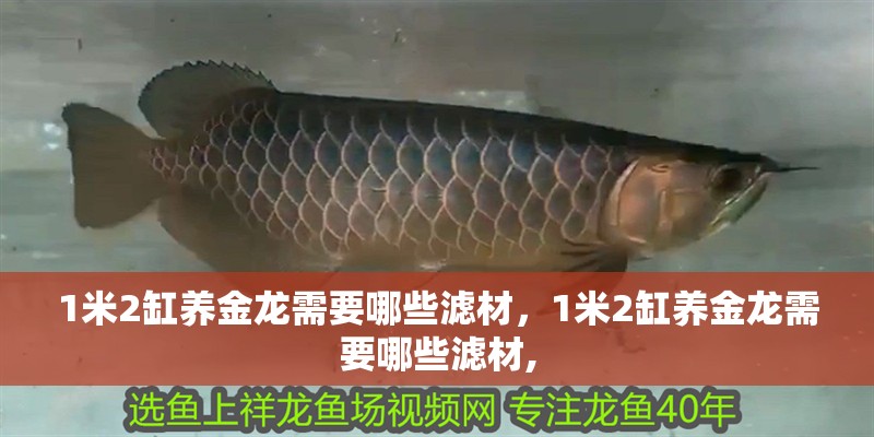 1米2缸養(yǎng)金龍需要哪些濾材，1米2缸養(yǎng)金龍需要哪些濾材,
