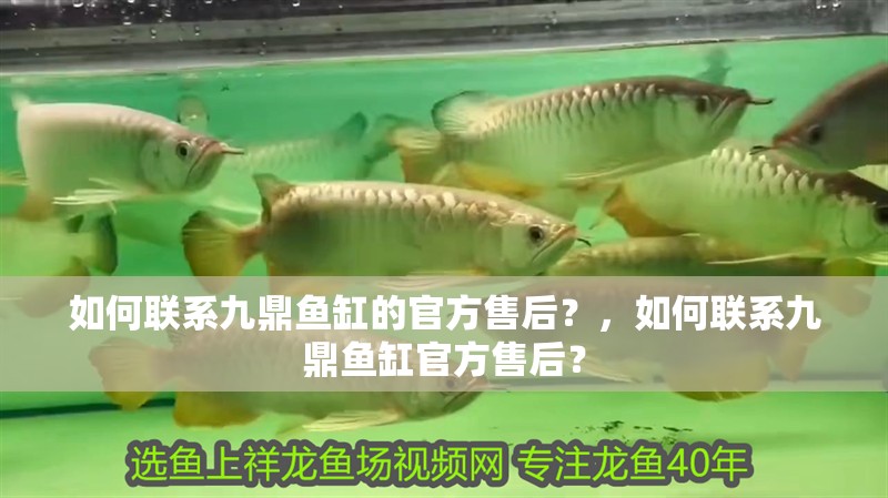 如何聯(lián)系九鼎魚缸的官方售后？，如何聯(lián)系九鼎魚缸官方售后？