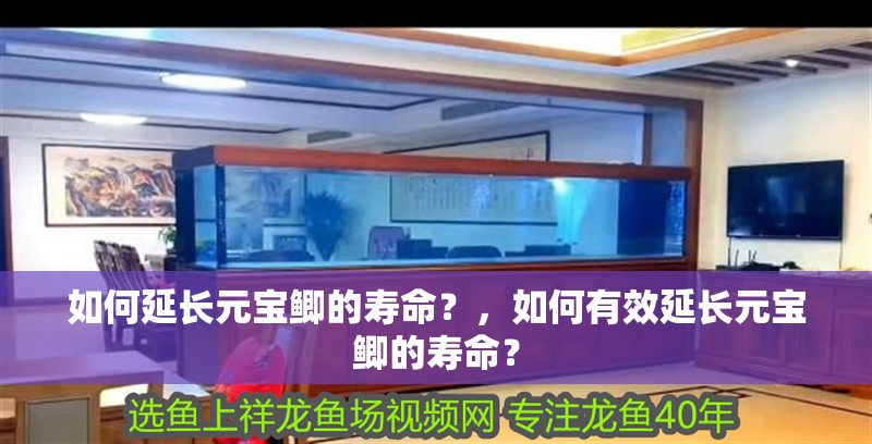 如何延長元寶鯽的壽命？，如何有效延長元寶鯽的壽命？ 如何延長元寶鯽的壽命？，如何有效延長元寶鯽的壽命？ 龍魚百科