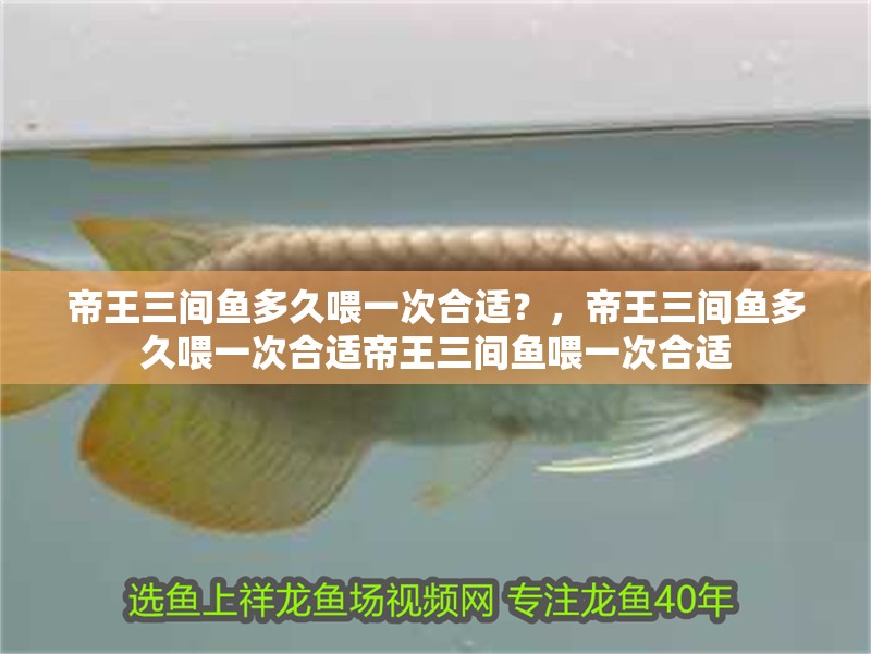 帝王三間魚多久喂一次合適？，帝王三間魚多久喂一次合適帝王三間魚喂一次合適 帝王三間魚多久喂一次合適？，帝王三間魚多久喂一次合適帝王三間魚喂一次合適 龍魚百科
