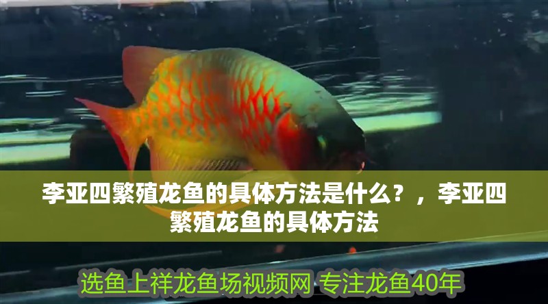 李亞四繁殖龍魚的具體方法是什么？，李亞四繁殖龍魚的具體方法