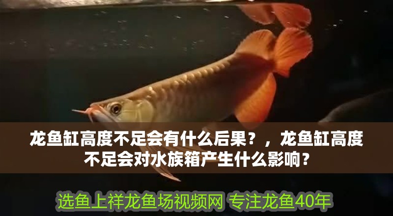 龍魚缸高度不足會有什么后果？，龍魚缸高度不足會對水族箱產生什么影響？ 龍魚缸高度不足會有什么后果？，龍魚缸高度不足會對水族箱產生什么影響？ 龍魚百科