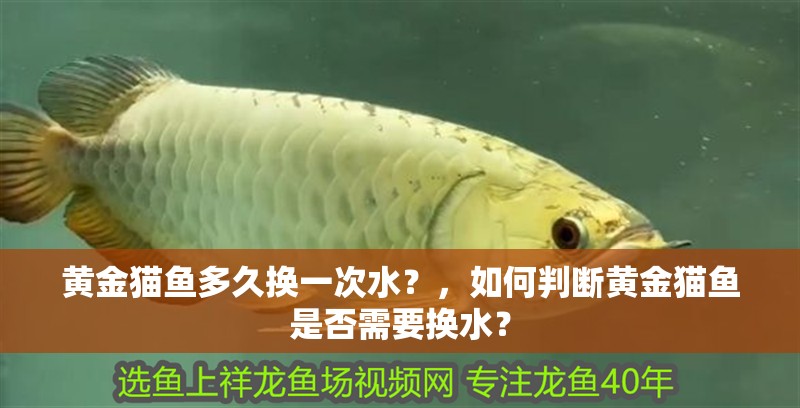黃金貓魚多久換一次水？，如何判斷黃金貓魚是否需要換水？