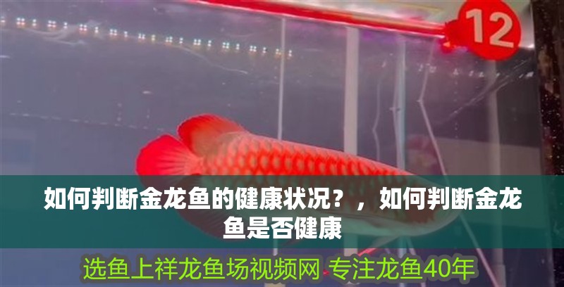 如何判斷金龍魚的健康狀況？，如何判斷金龍魚是否健康