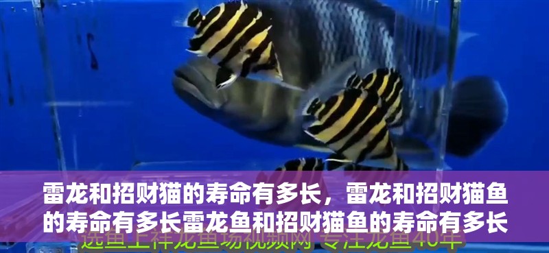 雷龍和招財貓的壽命有多長，雷龍和招財貓魚的壽命有多長雷龍魚和招財貓魚的壽命有多長