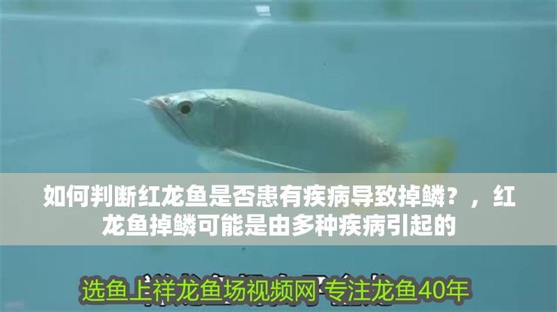 如何判斷紅龍魚是否患有疾病導(dǎo)致掉鱗？，紅龍魚掉鱗可能是由多種疾病引起的 如何判斷紅龍魚是否患有疾病導(dǎo)致掉鱗？，紅龍魚掉鱗可能是由多種疾病引起的 龍魚百科