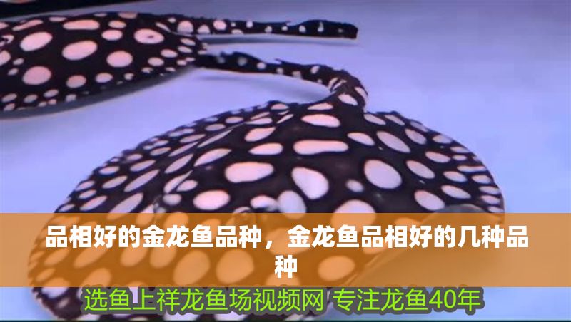 品相好的金龍魚品種，金龍魚品相好的幾種品種