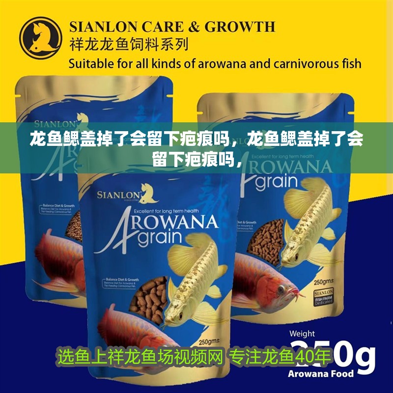 龍魚鰓蓋掉了會留下疤痕嗎，龍魚鰓蓋掉了會留下疤痕嗎， 龍魚鰓蓋掉了會留下疤痕嗎，龍魚鰓蓋掉了會留下疤痕嗎， 龍魚百科