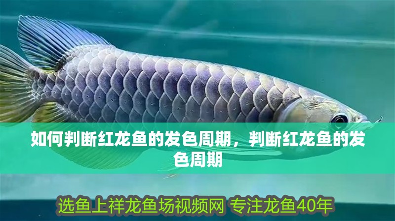 印尼虎魚多少溫度飼養(yǎng)最好:印尼虎魚多少溫度飼養(yǎng)最好印尼虎魚多少溫度飼養(yǎng)最好 如何判斷紅龍魚的發(fā)色周期,判斷紅龍魚的發(fā)色周期 龍魚百科 如何判斷紅龍魚的發(fā)色周期,判斷紅龍魚的發(fā)色周期 如何判斷紅龍魚的發(fā)色周期,判斷紅龍魚的發(fā)色周期 龍魚百科