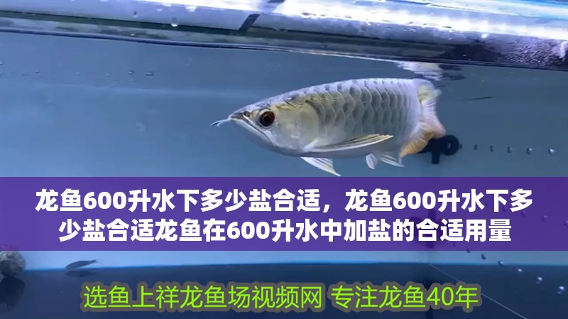 龍魚(yú)600升水下多少鹽合適，龍魚(yú)600升水下多少鹽合適龍魚(yú)在600升水中加鹽的合適用量