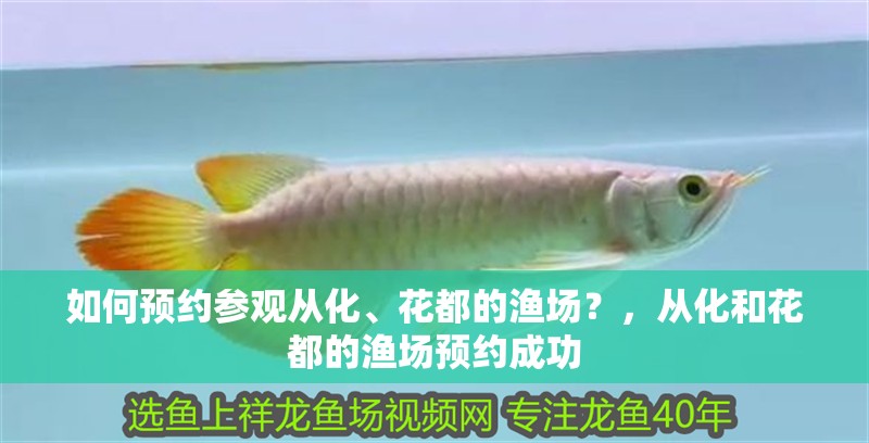 如何預約參觀從化、花都的漁場？，從化和花都的漁場預約成功 如何預約參觀從化、花都的漁場？，從化和花都的漁場預約成功 龍魚百科