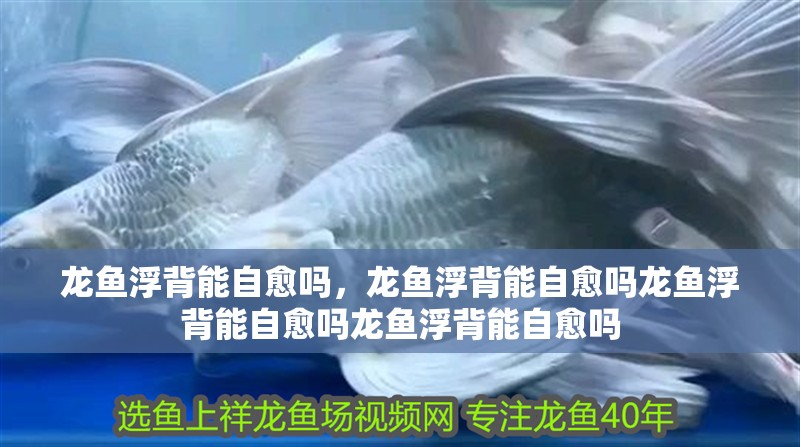 龍魚浮背能自愈嗎，龍魚浮背能自愈嗎龍魚浮背能自愈嗎龍魚浮背能自愈嗎
