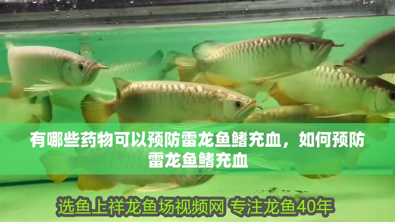 有哪些藥物可以預(yù)防雷龍魚鰭充血，如何預(yù)防雷龍魚鰭充血