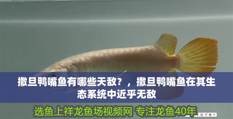 撒旦鴨嘴魚有哪些天敵？，撒旦鴨嘴魚在其生態系統中近乎無敵 撒旦鴨嘴魚有哪些天敵？，撒旦鴨嘴魚在其生態系統中近乎無敵 龍魚百科