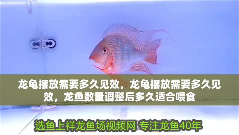 龍龜擺放需要多久見效，龍龜擺放需要多久見效，龍魚數量調整后多久適合喂食
