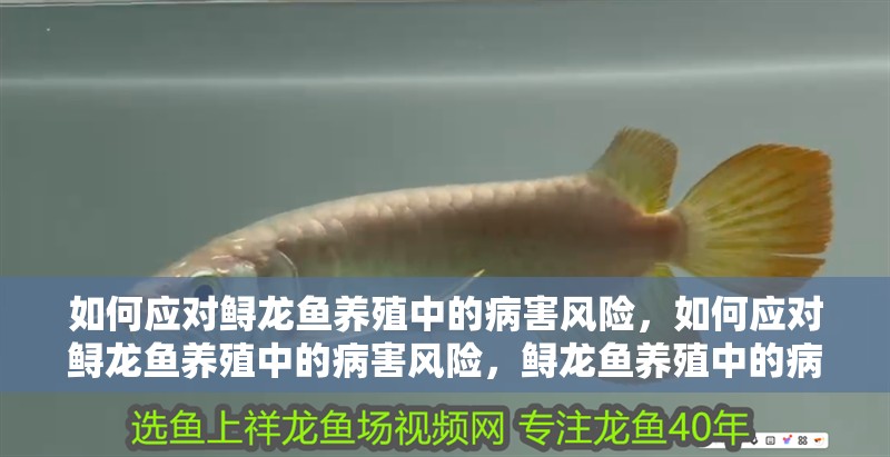 如何應對鱘龍魚養殖中的病害風險，如何應對鱘龍魚養殖中的病害風險，鱘龍魚養殖中的病害風險 如何應對鱘龍魚養殖中的病害風險，如何應對鱘龍魚養殖中的病害風險，鱘龍魚養殖中的病害風險 龍魚百科