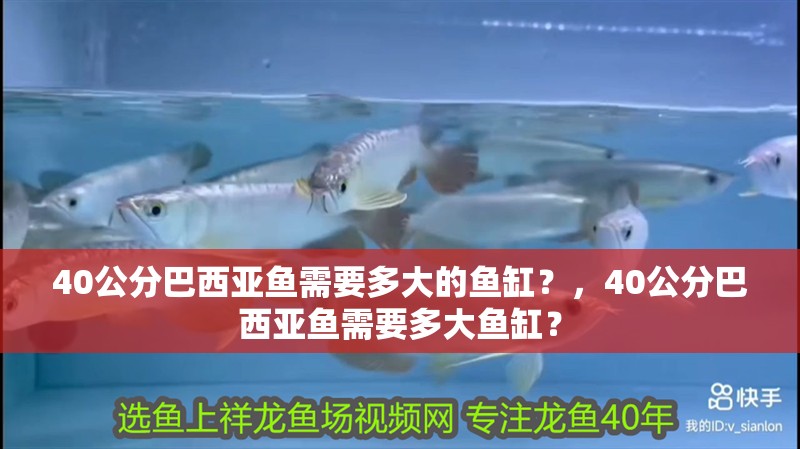 40公分巴西亞魚需要多大的魚缸？，40公分巴西亞魚需要多大魚缸？
