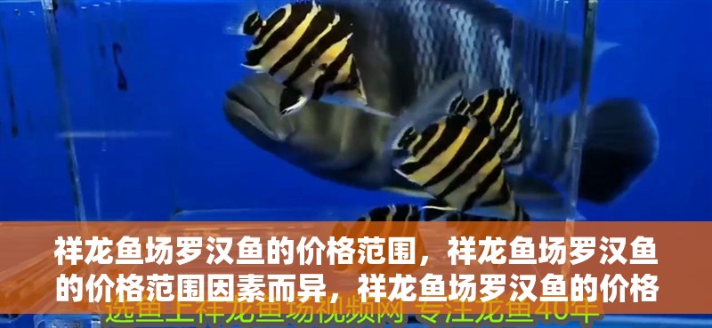 祥龍魚場羅漢魚的價格范圍，祥龍魚場羅漢魚的價格范圍因素而異，祥龍魚場羅漢魚的價格走勢