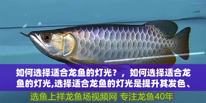 如何選擇適合龍魚的燈光？，如何選擇適合龍魚的燈光,選擇適合龍魚的燈光是提升其發色、促進觀賞性的關鍵環節