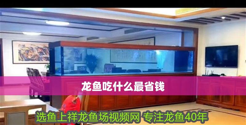 龍魚吃什么最省錢