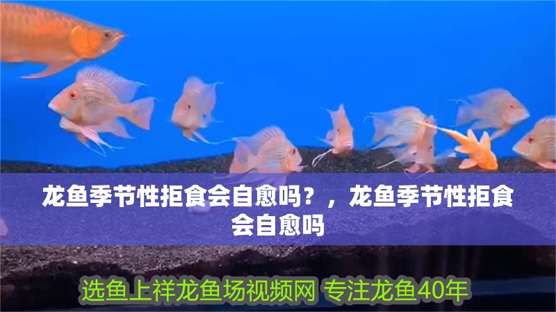 龍魚季節性拒食會自愈嗎？，龍魚季節性拒食會自愈嗎