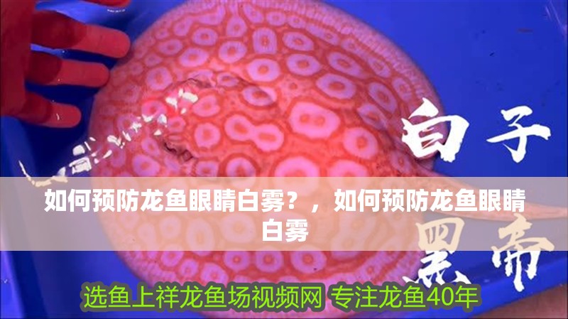 如何預防龍魚眼睛白霧？，如何預防龍魚眼睛白霧