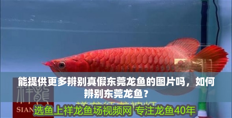 能提供更多辨別真假東莞龍魚的圖片嗎，如何辨別東莞龍魚？