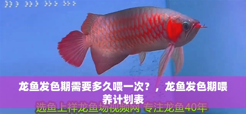 龍魚發色期需要多久喂一次？，龍魚發色期喂養計劃表