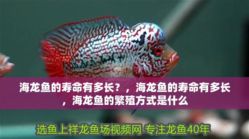 海龍魚的壽命有多長？，海龍魚的壽命有多長，海龍魚的繁殖方式是什么