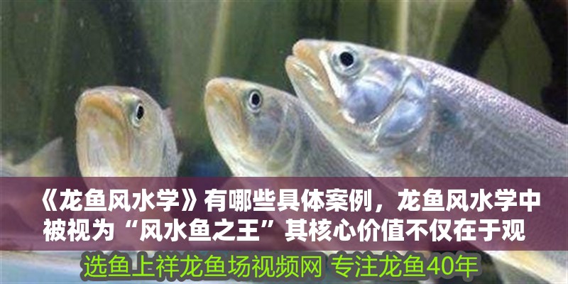 《龍魚風(fēng)水學(xué)》有哪些具體案例，龍魚風(fēng)水學(xué)中被視為“風(fēng)水魚之王”其核心價(jià)值不僅在于觀賞性