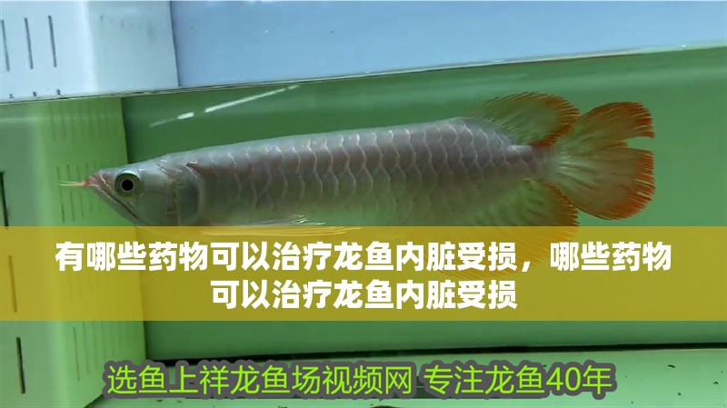 有哪些藥物可以治療龍魚內(nèi)臟受損，哪些藥物可以治療龍魚內(nèi)臟受損