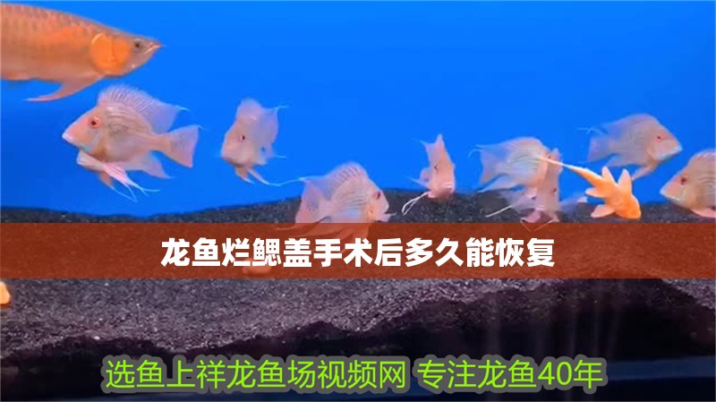 龍魚爛鰓蓋手術后多久能恢復 龍魚爛鰓蓋手術后多久能恢復 龍魚百科