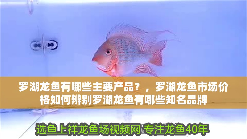 羅湖龍魚有哪些主要產(chǎn)品？，羅湖龍魚市場(chǎng)價(jià)格如何辨別羅湖龍魚有哪些知名品牌 羅湖龍魚有哪些主要產(chǎn)品？，羅湖龍魚市場(chǎng)價(jià)格如何辨別羅湖龍魚有哪些知名品牌 龍魚百科