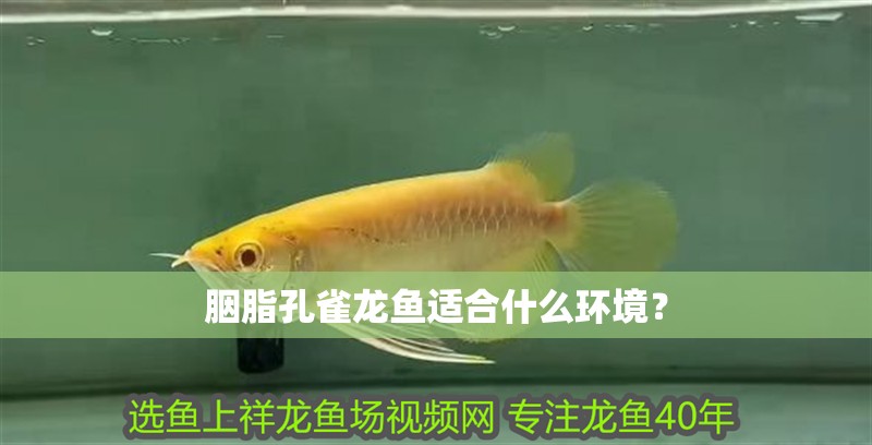 胭脂孔雀龍魚適合什么環境？
