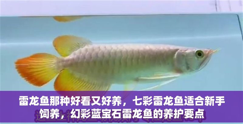 雷龍魚那種好看又好養(yǎng)，七彩雷龍魚適合新手飼養(yǎng)，幻彩藍(lán)寶石雷龍魚的養(yǎng)護(hù)要點(diǎn)