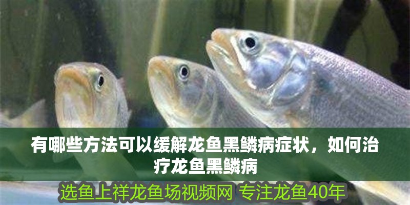 有哪些方法可以緩解龍魚黑鱗病癥狀，如何治療龍魚黑鱗病