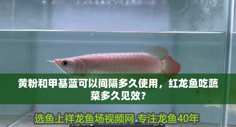 黃粉和甲基藍可以間隔多久使用，紅龍魚吃蔬菜多久見效？