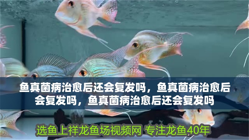 魚真菌病治愈后還會復發嗎，魚真菌病治愈后會復發嗎，魚真菌病治愈后還會復發嗎