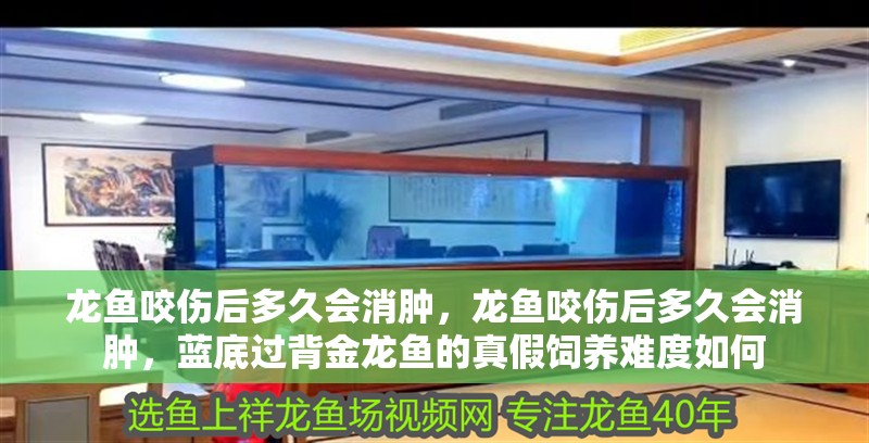 龍魚咬傷后多久會消腫，龍魚咬傷后多久會消腫，藍底過背金龍魚的真假飼養難度如何