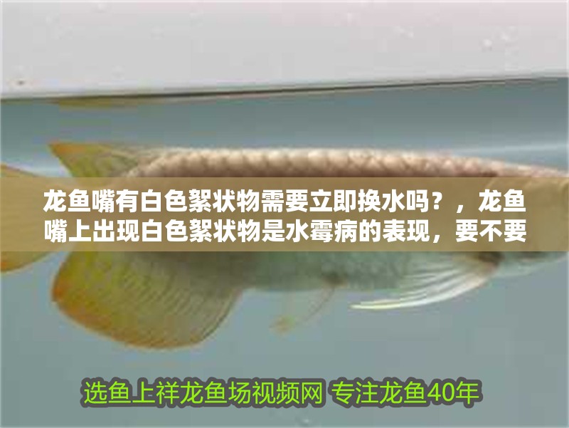 龍魚干蝦有營養(yǎng)嗎 龍魚嘴有白色絮狀物需要立即換水嗎?,龍魚嘴上出現(xiàn)白色絮狀物是水霉病的表現(xiàn),要不要我整理一份 龍魚百科 龍魚嘴有白色絮狀物需要立即換水嗎?,龍魚嘴上出現(xiàn)白色絮狀物是水霉病的表現(xiàn),要不要我整理一份 龍魚嘴有白色絮狀物需要立即換水嗎?,龍魚嘴上出現(xiàn)白色絮狀物是水霉病的表現(xiàn),要不要我整理一份 龍魚百科