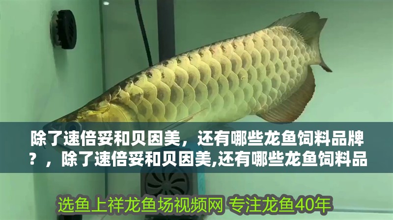 除了速倍妥和貝因美，還有哪些龍魚飼料品牌？，除了速倍妥和貝因美,還有哪些龍魚飼料品牌?