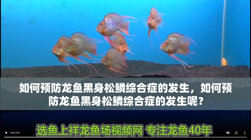如何預防龍魚黑身松鱗綜合癥的發(fā)生，如何預防龍魚黑身松鱗綜合癥的發(fā)生呢？ 如何預防龍魚黑身松鱗綜合癥的發(fā)生，如何預防龍魚黑身松鱗綜合癥的發(fā)生呢？ 龍魚百科