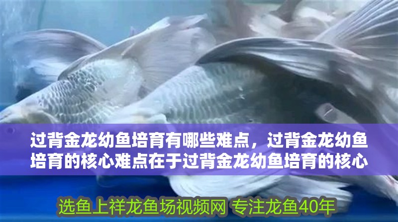 印尼虎魚多少溫度飼養最好:印尼虎魚多少溫度飼養最好印尼虎魚多少溫度飼養最好 過背金龍幼魚培育有哪些難點,過背金龍幼魚培育的核心難點在于過背金龍幼魚培育的核心難點 龍魚百科 過背金龍幼魚培育有哪些難點,過背金龍幼魚培育的核心難點在于過背金龍幼魚培育的核心難點 過背金龍幼魚培育有哪些難點,過背金龍幼魚培育的核心難點在于過背金龍幼魚培育的核心難點 龍魚百科