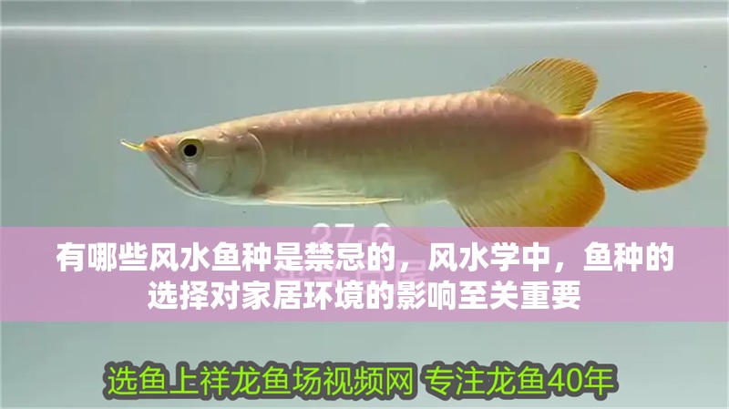 有哪些風水魚種是禁忌的，風水學中，魚種的選擇對家居環(huán)境的影響至關(guān)重要 有哪些風水魚種是禁忌的，風水學中，魚種的選擇對家居環(huán)境的影響至關(guān)重要 龍魚百科