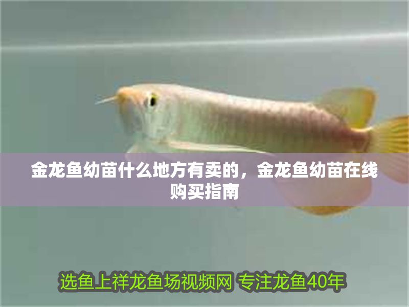 金龍魚幼苗什么地方有賣的，金龍魚幼苗在線購買指南